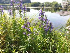 Lobelia sessilifolia