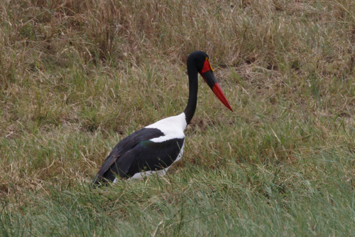 iNaturalist image