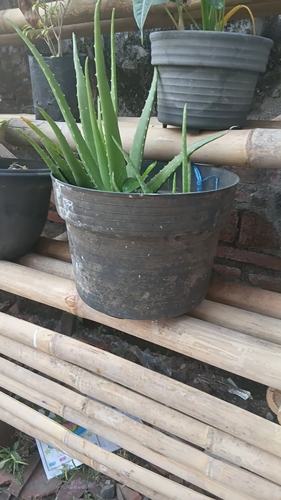 aloe vera