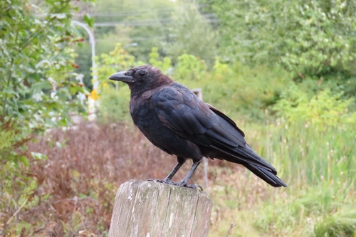 American Crow observed by lichentious