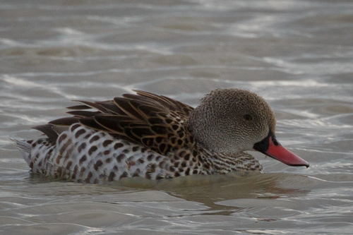 iNaturalist image