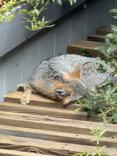 Gray Fox observed by lg_meanders