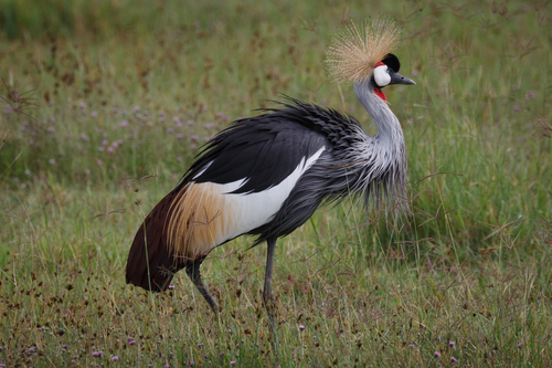 iNaturalist image