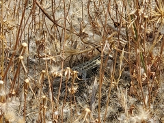 Uta stansburiana elegans
