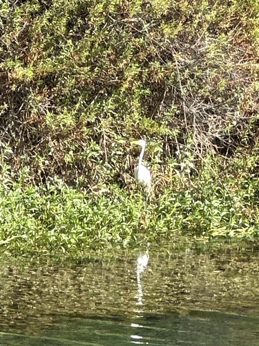 Great Egret observed by joescience1