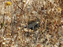 Uta stansburiana elegans