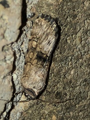Sympistis occata