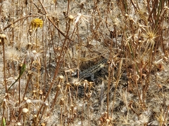 Uta stansburiana elegans