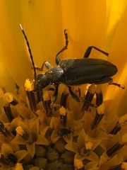Brachysomida californica