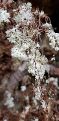 Cladonia confusa