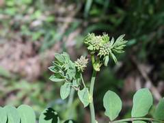 Hosackia crassifolia crassifolia