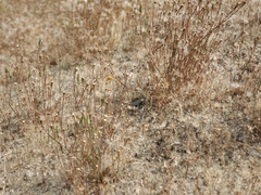 Uta stansburiana elegans