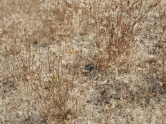 Uta stansburiana elegans