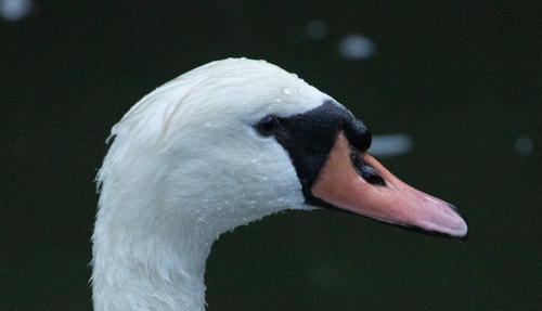 Mute Swan observed by jarvo