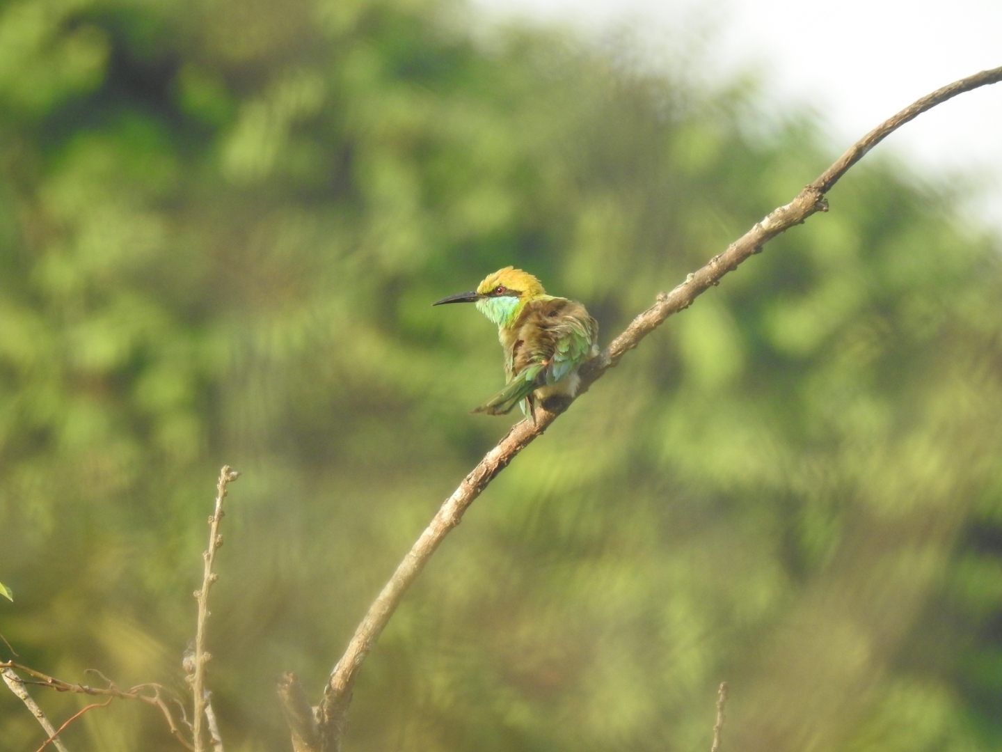 Asian Green Bee-eater