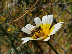 Apis mellifera