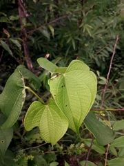 Dioscorea antaly