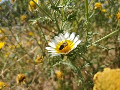 Apis mellifera