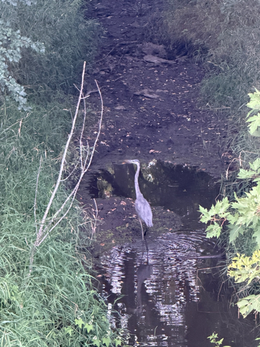 Great Blue Heron observed by alexas3