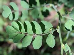 Hosackia crassifolia crassifolia