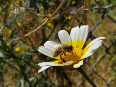 Apis mellifera