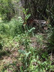 Hosackia crassifolia crassifolia