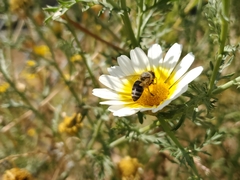 Apis mellifera
