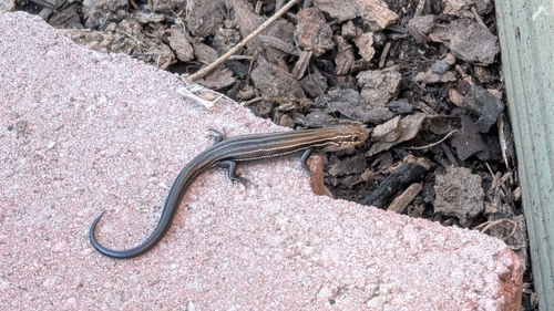 Prairie Skink