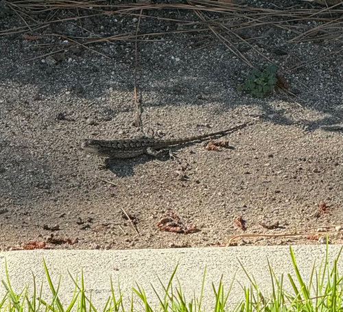 Western Fence Lizard observed by hannahorca