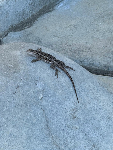 Western Fence Lizard observed by hannahorca
