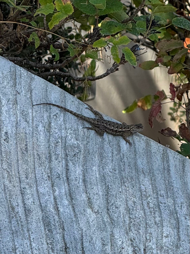Western Fence Lizard observed by hannahorca