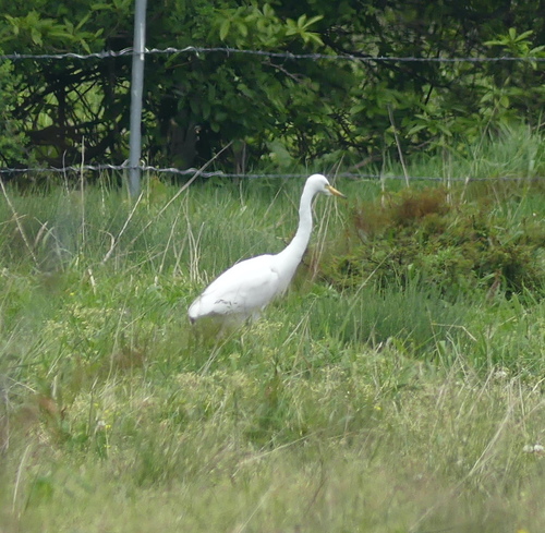 iNaturalist image