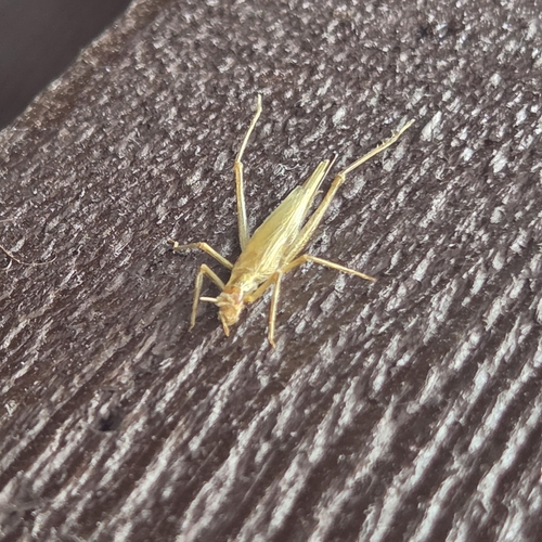 Oecanthus longicauda