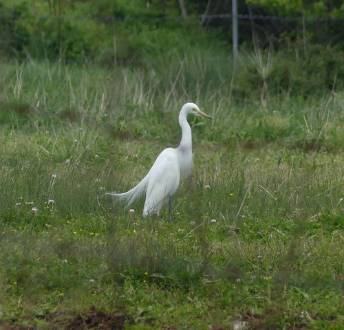 iNaturalist: (c) Leslie Hurteau, some rights reserved (CC BY-NC), uploaded by Leslie Hurteau iNaturalist image