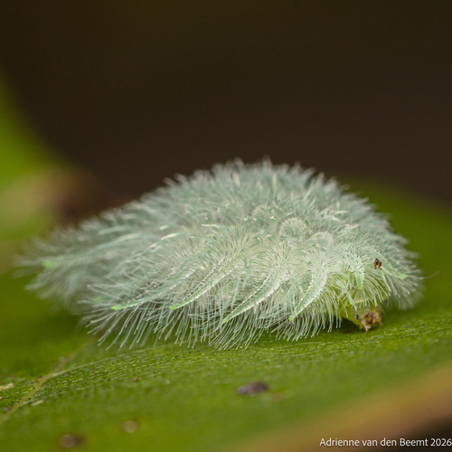 Spun Glass Slug Moth photo 6