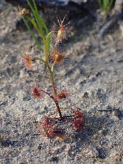 Drosera peltata