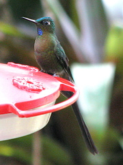 Aglaiocercus