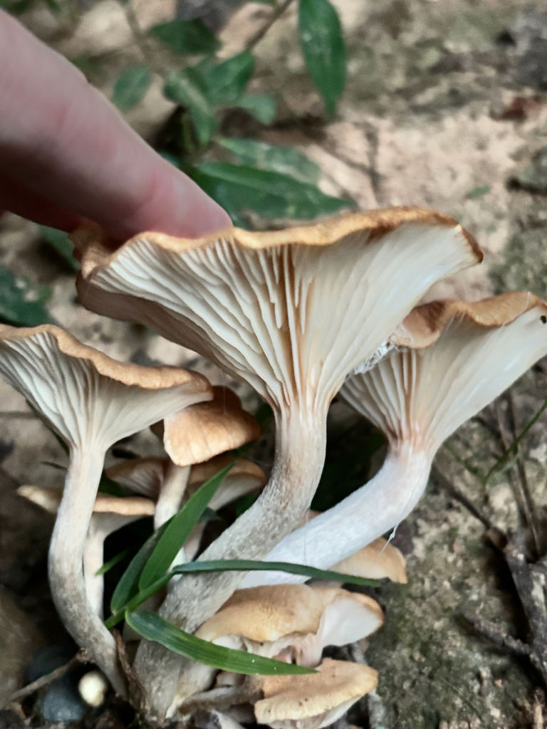 Ringless Honey Mushroom · September 2026 · photo: Photo: no rights reserved · iNaturalist