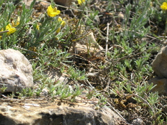 Genista albida