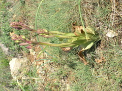 Himantoglossum comperianum