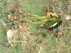 Himantoglossum comperianum