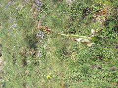 Himantoglossum comperianum