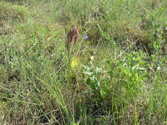 Himantoglossum comperianum
