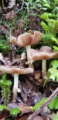 Cortinarius meleagris