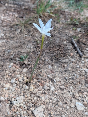 Zephyranthes drummondii