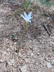 Zephyranthes drummondii