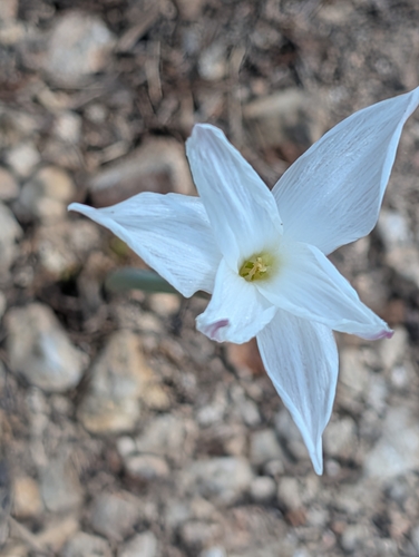 Zephyranthes drummondii, photograph 2
