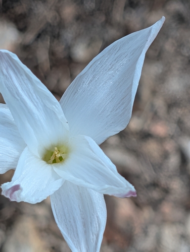 Zephyranthes drummondii, photograph 3