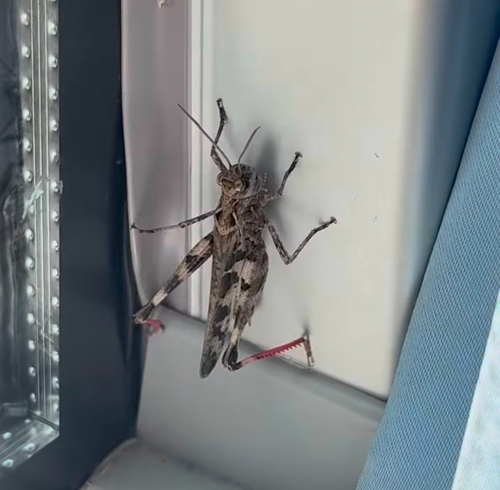 Oedaleus infernalis