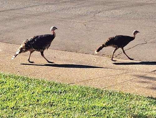 Wild Turkey observed by imerica